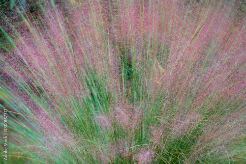 Pink Pampas Grass, Full Bloom with Green Stems