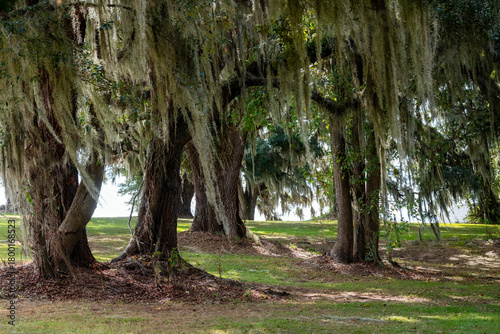 Forest of Large Oak Trees and Sun Peeking Through