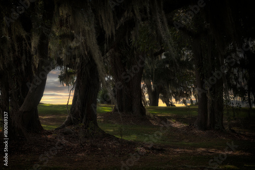 Dark Forest Trees with the Glow of a Sunset in the Horizon