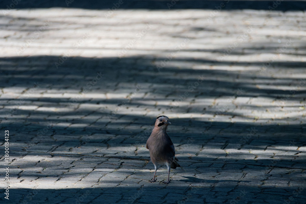 Φωτογραφία Eurasian jay (Garrulus glandarius) in National Botanical Garden of Georgia