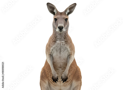 Kangaroo Standing Upright Portrait on White Backdrop - Australian Wildlife on white background Isolated on Transparent Background
