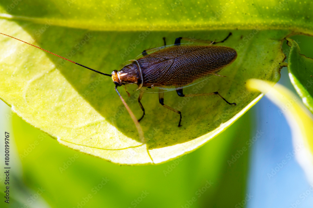 Fototapeta premium Australian Bush Cockroach (Ellipsidion humerale)