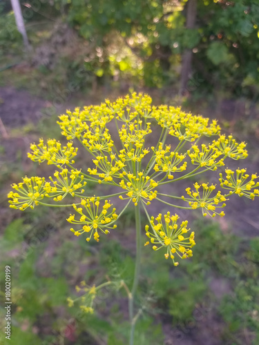 Flowering dill umbrella in selective focus, detailed yellow blossoms against a soft blurred background of soil and green leaves, summer garden atmosphere.