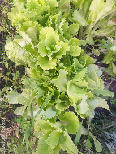 Fresh green lettuce growing in a garden bed, top view.