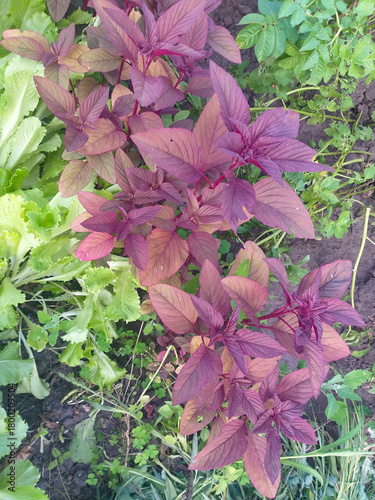 Amaranth in a summer garden, purple leaves in focus, blurred green foliage in the background