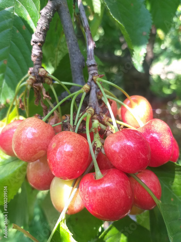 A cluster of ripe cherries hanging from a branch with green leaves in the background, summer scene.