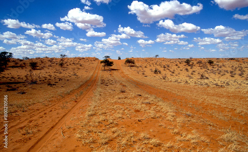 red sand paths over the dunes of the Kalahari 739
