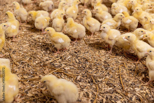 chickens in fluff at a poultry farm, sawdust litter on which broiler chickens live at a poultry farm