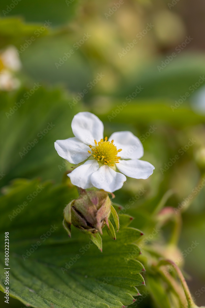 Fototapeta premium blooming green strawberries in summer weather, growing strawberries before the berries ripen in the hot summer season, strawberries need watering with water
