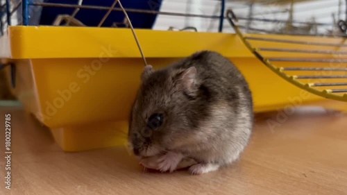 Cute domestic hamster sitting near its cage and eating a nut on a wooden surface. Close-up footage showing natural pet behavior, perfect for animal-themed content, educational videos, and pet care pro