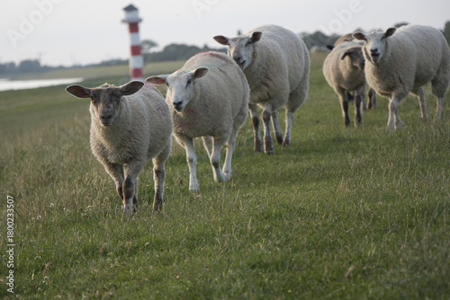 Sechs Schafe auf einem Deich vor rot-weißen Leuchtturm –  norddeutsches Küstenflair