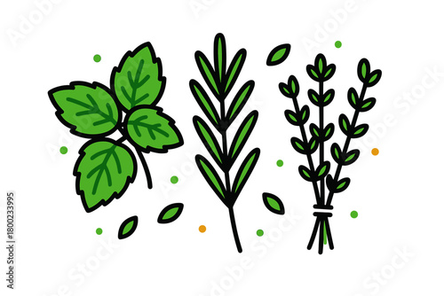 herbal set flat vector bold outline white background minimal bright mint sprig rosemary stem thyme bunch small dots and leaves around