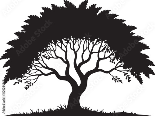 A silhouette of a broad, mature tree displays extensive branches and a full crown