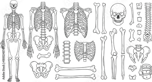 Human skeleton anatomy illustration set featuring bones, skull, ribcage, spine, pelvis, medical study reference, educational graphic design collection