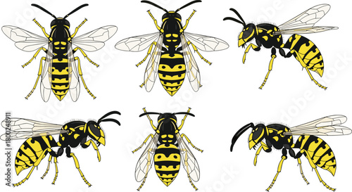 Detailed yellow jacket wasp vector illustration set showing realistic insect anatomy, flying and top views, isolated hornet graphics for design projects