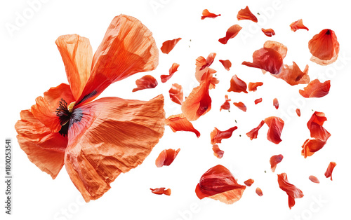 Red poppy petals falling from above frozen in motion capturing a delicate and dynamic floral scene isolated on transparent background PNG