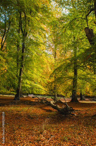 Sunny Woodland Clearing with Golden and Green Trees in Vibrant Autumn Forest