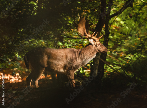 Majestic Fallow Deer Stag with Large Antlers Standing in Warm Autumn Forest
