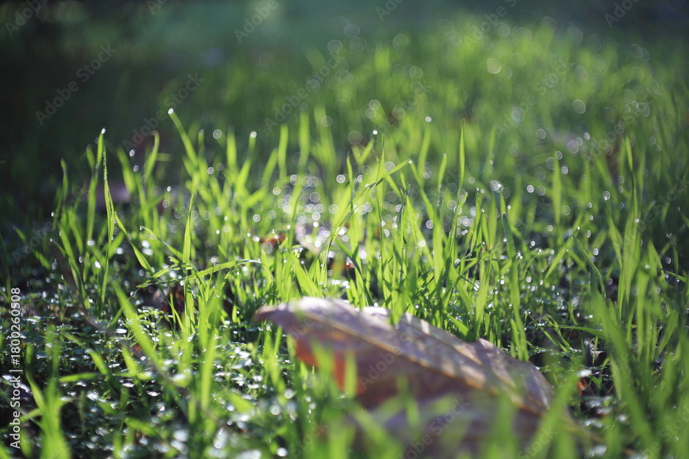 Obraz premium grass in the grass