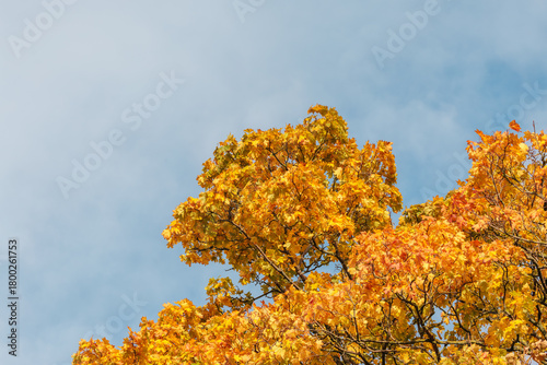 Golden Yellow Autumn Trees Against Pale Sky