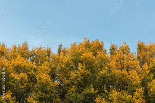 Autumn Treetops with Golden Yellow Foliage Against Blue Sky