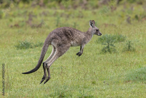 Australian Eastern Grey Kangaroo's hopping away