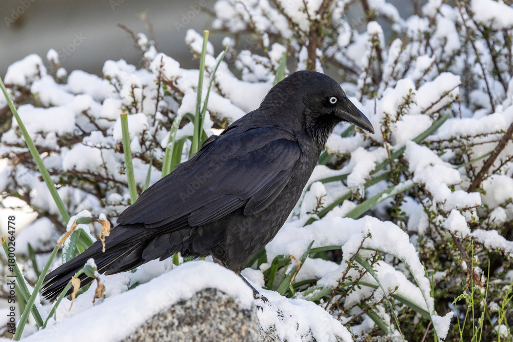 Naklejka premium Australian Little Raven perched on snow covered rock