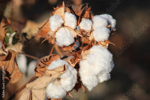 Harvest Ready Cotton
