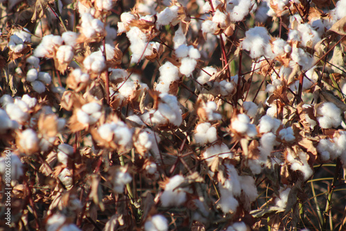 Cotton Ready For Harvest