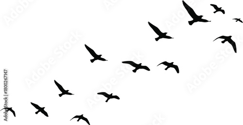 Flock of black birds in silhouette flying across a white background vector 1