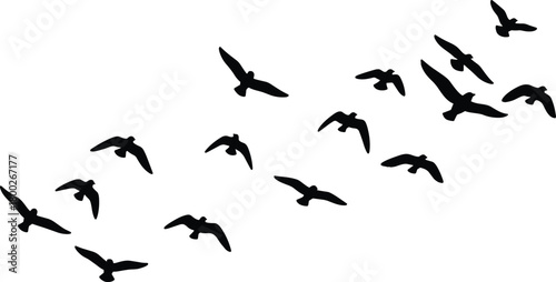 Flock of black birds in silhouette flying across a white background vector