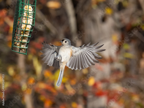 A ventral view of a Tufted Titmouse in flight with wings spread and about to land on a suet block bird feeder
