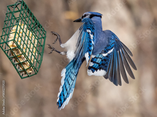 A close up of a Blue Jay just about to land on a suet block bird feeder