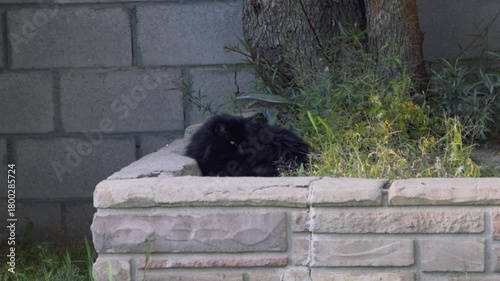 A relaxed domestic cat lying on a flower bed, surrounded by natural outdoor lighting.