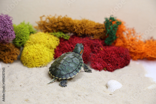 a red-eared turtle on the sand
