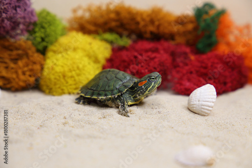a red-eared turtle on the sand