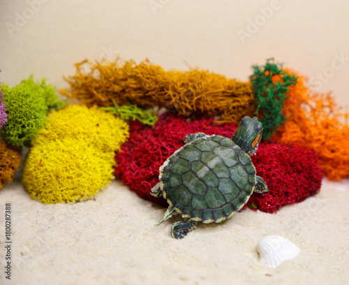 a red-eared turtle on the sand