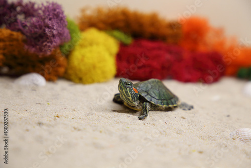 a red-eared turtle on the sand