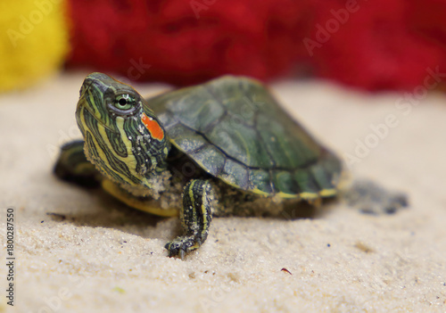 a red-eared turtle on the sand