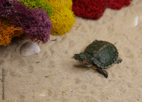 a red-eared turtle on the sand
