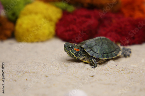 a red-eared turtle on the sand