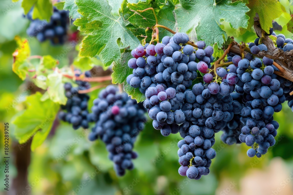 Fototapeta premium Vibrant Cabernet Franc Grapes Ready for Harvest