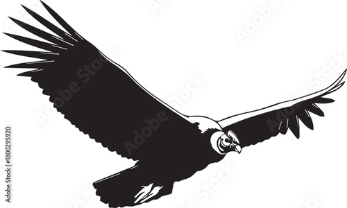 Majestic andean condor soaring in flight majestic large bird of prey aerial view