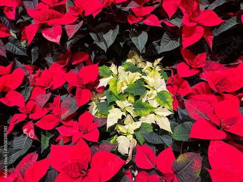 Vibrant red and green poinsettia leaves with intriguing patterns