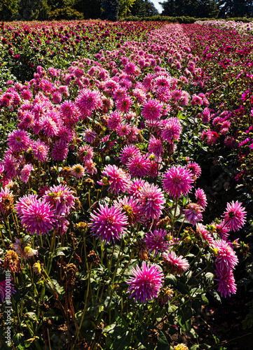 Field Full of Dahlias