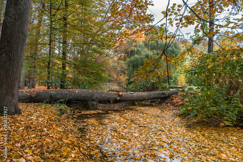 Schilderij op canvas Autumn scene of leaves floating on the stream with trees around it, a fallen log