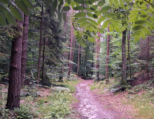 Fototapeta Naklejka Na Ścianę i Meble -  Deep forest landscape. Close up on mountain ash tree leaves.