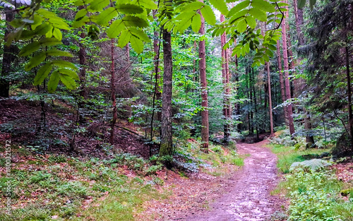 Fototapeta Naklejka Na Ścianę i Meble -  Deep forest landscape. Close up on mountain ash tree leaves.
