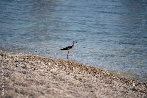 Isolated black-winged stilt bird on beach 