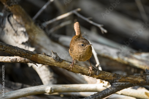 wren in habitat